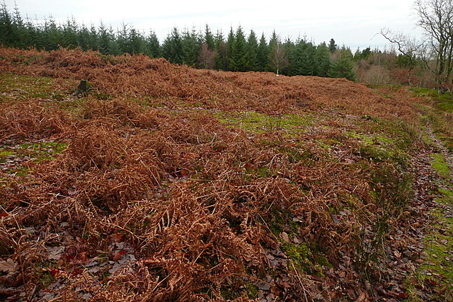 File:Enclosure in Long Wood (geograph 2784636).jpg