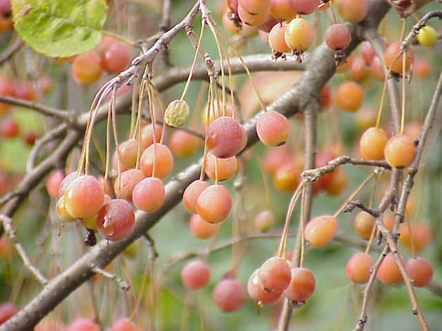 File:Malus sikkimensis0.jpg