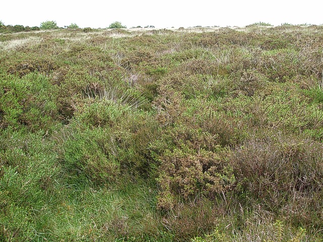 File:Exmoor heather - geograph.org.uk - 455326.jpg