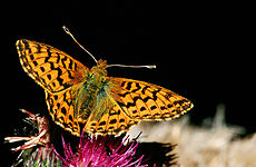 Moseperlemorsommerfugl Boloria aquilonaris