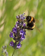 Bondar (Bombus terrestris)