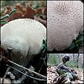 Vesse-de-loup perlée dans des sous-bois des Alpes-de-Haute-Provence (France).