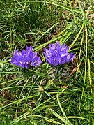 Clopoțel dalmațian (Edraianthus dalmaticus)