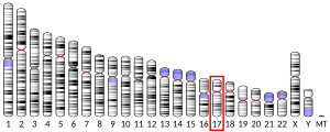 Chromosome 17 (human)
