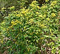 Mahonia pinnata ssp. insularis