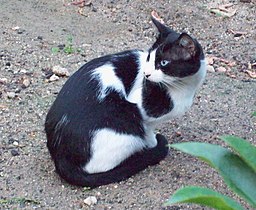 Black and white cats