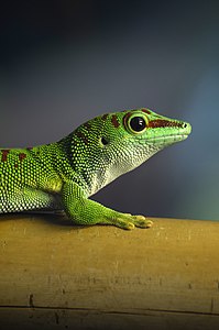 Phelsuma dubia