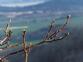 Juglans regia