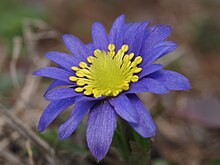 Anemone caroliniana flower, blue tepals and yellow center.