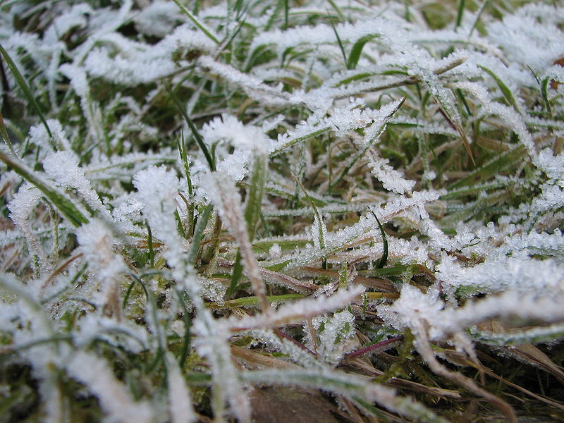 File:Icy grass in Salzburg.jpg