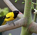 Manuk jalak kapuk di Kalkuta, Bengala Kulon, India.