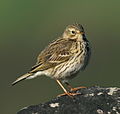 Anthus pratensis Pipit farlouse