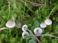 Mycena flavescens