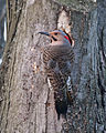 Northern Flicker