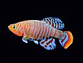 Bluefin Notho, another African killifish I used to breed. Here a male specimen in one of my aquaria (background digitally removed by me).