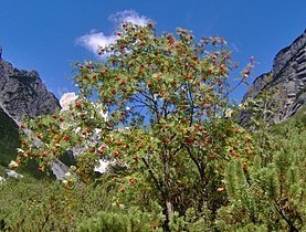   (Sorbus aucuparia)