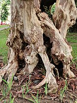 Trunk of Lagerstroemia subcostata