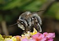 Anthophora sp.