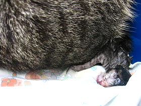 Cat birth