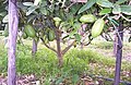 A Diamante Citron Tree in Calabria supported with sticks.