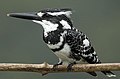 Pied Kingfisher