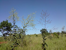 Plantas de Desmodium distortum e D. membranifolium