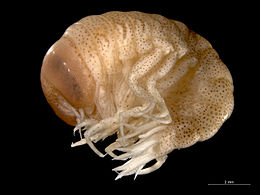 Hyperia galba (Hyperiidea: Hyperiidae)