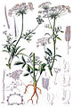 Ammi majus vol. 12 - plate 08 in: Jacob Sturm: Deutschlands Flora in Abbildungen (1796)