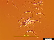 Conidia of cherry leaf spot