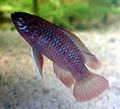 Scarlet badis