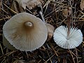 Mycena galopus