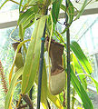 Nepenthes burkei