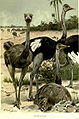 Painting - see also Category:Ostriches in art