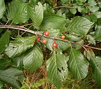 Feuilles et fruits.