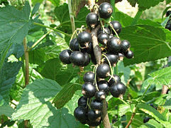 Cassis de Bourgogne