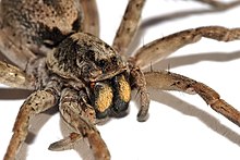 Wolf spider white bg02.jpg