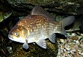 Crucian carp