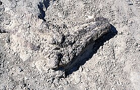 Fossil discovered in Ischigualasto National Park