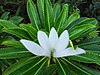 Tiare Apetahi (Apetahia raiateensis), Mount Temehani, Raiatea, French Polynesia