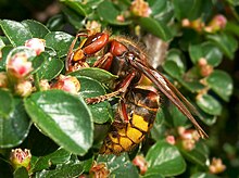 Vapsik (Vespa crabro)