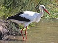 White stork