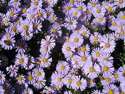 Elokuunasteri (Aster amellus)