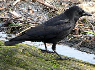 The American crow is one of the most intelligent of all animals.[59]