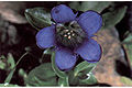 Gentiana calycosa