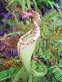 Nepenthes maxima