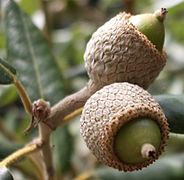 Quercus ilex.