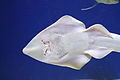 Shovelnose guitarfish