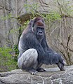 Western lowland gorilla - male