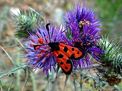 Zygène de la petite coronille.