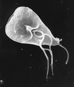 Giardia cell, SEM